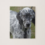 Adorable Black and White English Setter Jigsaw Puzzle