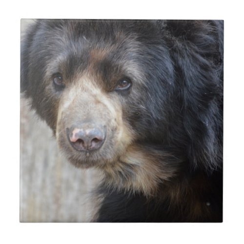 Adorable Black Bear Ceramic Tile