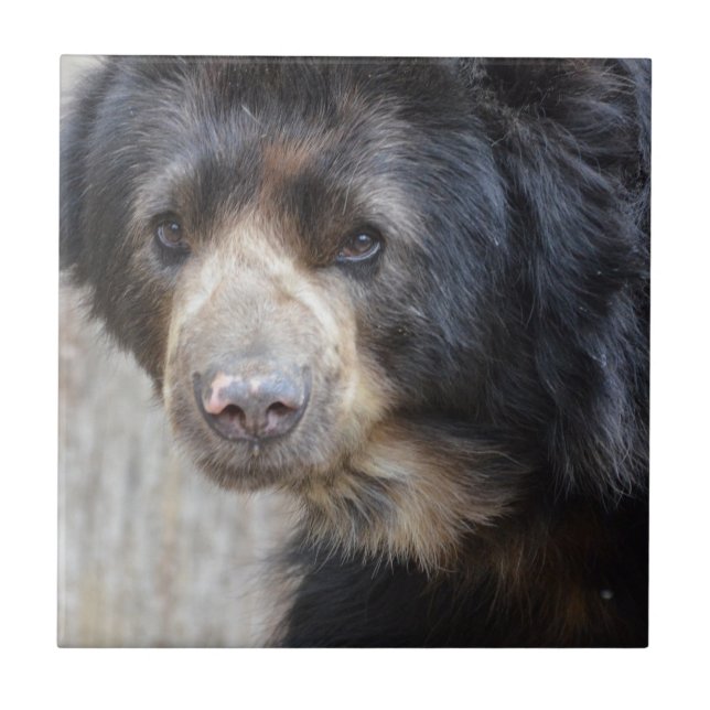Adorable Black Bear Ceramic Tile (Front)