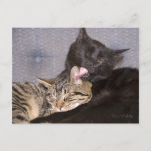 Adorable Black Gray Tabby Cat Missing You Postcard
