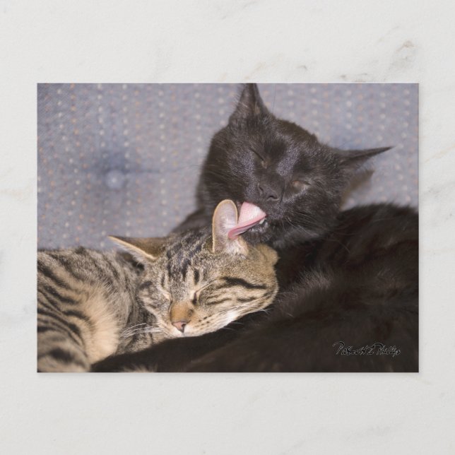 Adorable Black Gray Tabby Cat Missing You Postcard (Front)