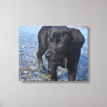 Adorable Black Lab Puppy Dog Canvas Print