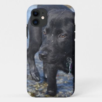 Adorable Black Lab Puppy Dog Iphone 11 Case by DogPoundGifts at Zazzle