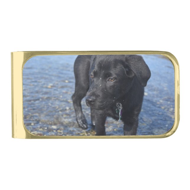 Adorable Black Lab Puppy Dog Gold Finish Money Clip (Front)