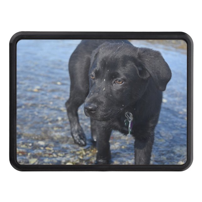 Adorable Black Lab Puppy Dog Hitch Cover (Front)