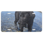 Adorable Black Lab Puppy Dog License Plate