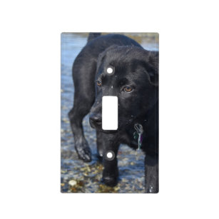 Adorable Black Lab Puppy Dog Light Switch Cover