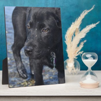 Adorable Black Lab Puppy Dog Plaque by DogPoundGifts at Zazzle