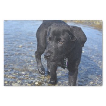 Adorable Black Lab Puppy Dog Tissue Paper by DogPoundGifts at Zazzle