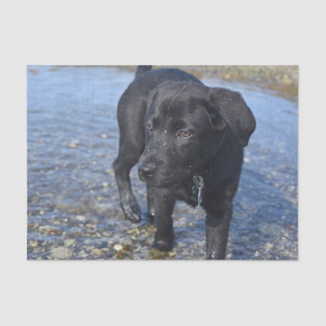 Adorable Black Lab Puppy Dog Tissue Paper (Front)
