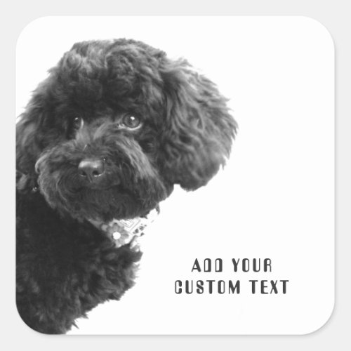 Adorable Black Poodle Puppy Custom Square Sticker