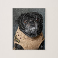 Adorable black pug in a sweater