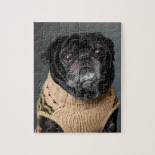 Adorable black pug in a sweater jigsaw puzzle