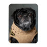 Adorable black pug in a sweater magnet
