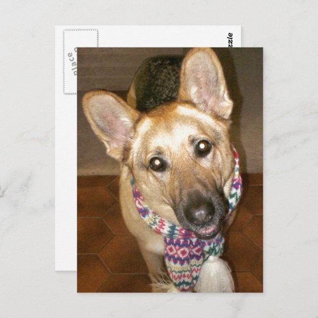 Adorable Black & Tan German Shepherd Postcard (Front/Back)