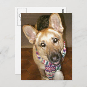 Adorable Black & Tan German Shepherd Postcard