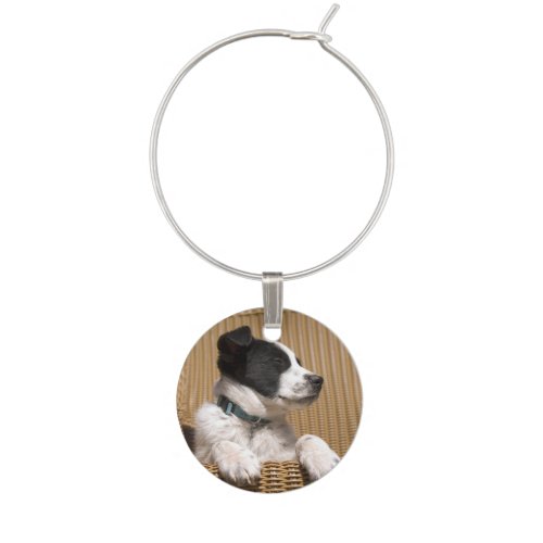 Adorable Black White Sleeping Border Collie Puppy Wine Glass Charm