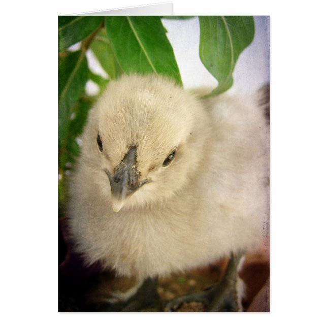 Adorable Blue Chick Cards (Front)