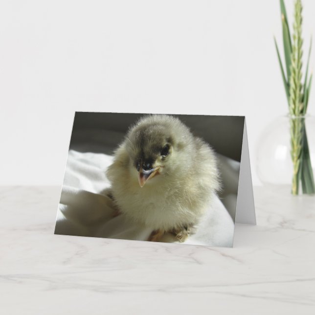 Adorable Blue Cochin Chick Card (Front)