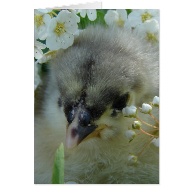 Adorable Blue Cochin Chick Cards (Front)