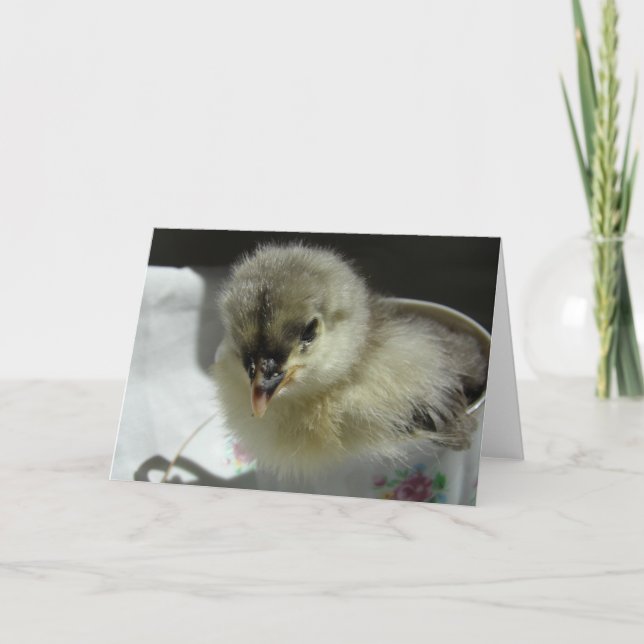 Adorable Blue Cochin Chick in a Teacup Card (Front)