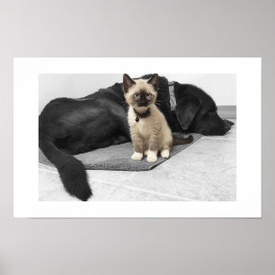 Adorable Blue Eyed Sentry Cat Poster