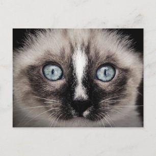 Adorable Blue-Eyed White & Brown Kitten Postcard
