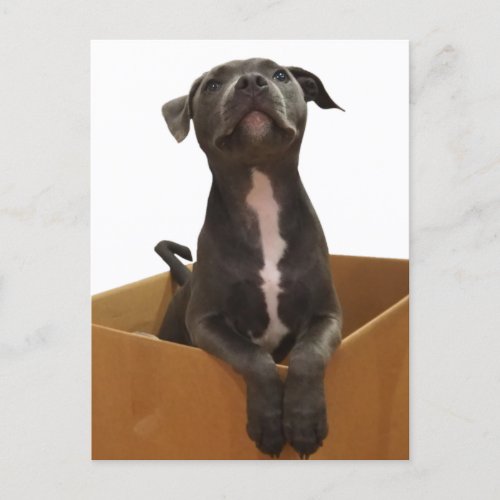 Adorable Blue Staffy with a Pink Chin in a Box Postcard