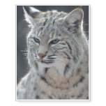 Adorable Bobcat Temporary Tattoos