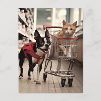 Adorable Boston Terrier and a Ginger Cat Shopping