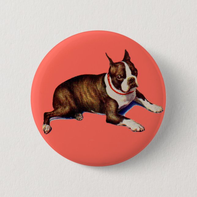 adorable Boston terrier Button (Front)