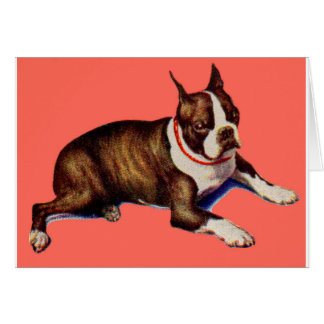 adorable Boston terrier Cards