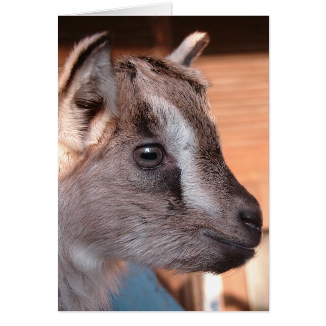 Adorable Brown Goat Kid Cards (Front)