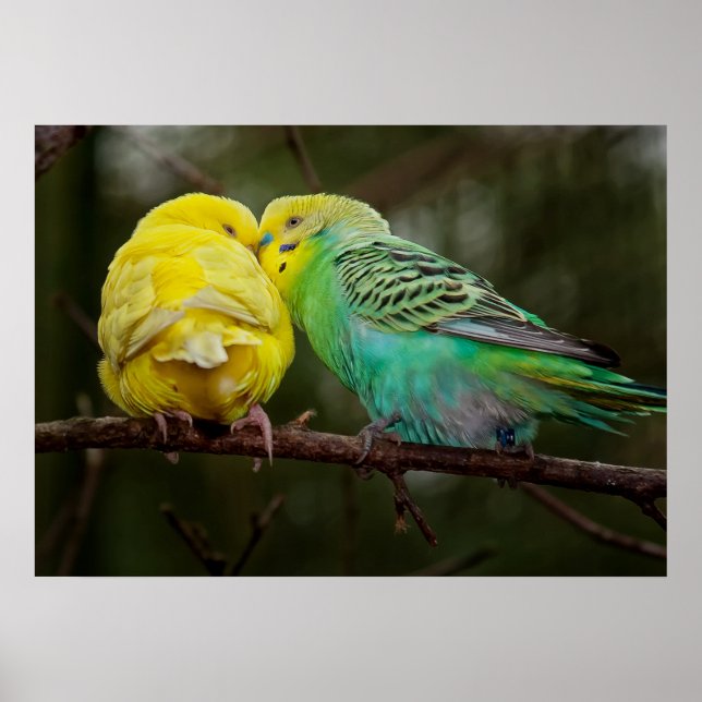 Adorable Budgies Poster (Front)