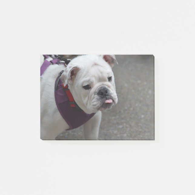 Adorable Bulldog Post-it Notes (Front)