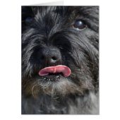 Adorable Cairn Terrier (Front)