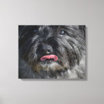 Adorable Cairn Terrier Canvas Print