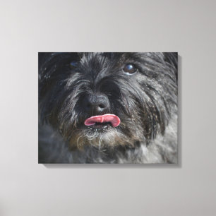Adorable Cairn Terrier Canvas Print