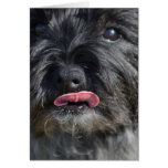 Adorable Cairn Terrier Cards