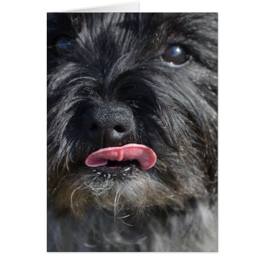 Adorable Cairn Terrier Cards (Front)