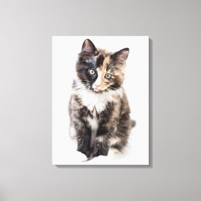 Adorable Calico Kitten Canvas Print (Front)