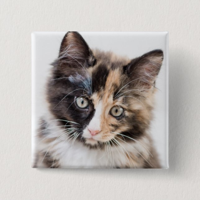Adorable Calico Kitten Pinback Button (Front)
