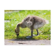 Adorable Canada Goose gosling