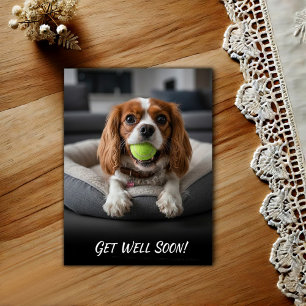 Adorable Cavalier King Charles Spaniel Get Well  Postcard