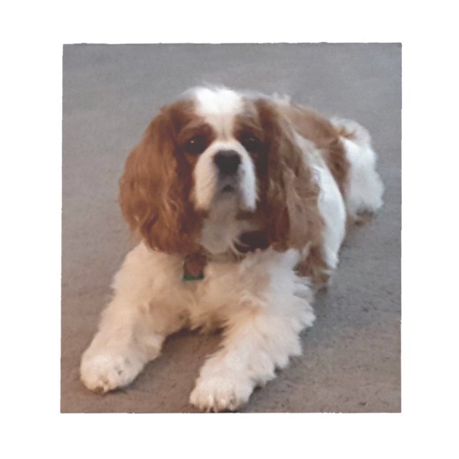 Adorable Cavalier King Charles Spaniel Notepad (Front)