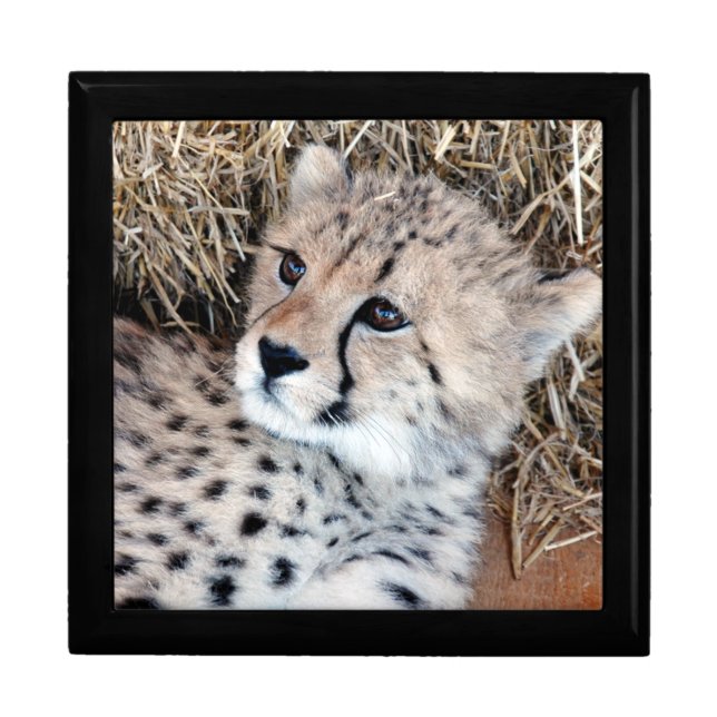 Adorable Cheetah Cub Photo Gift Box (Front)