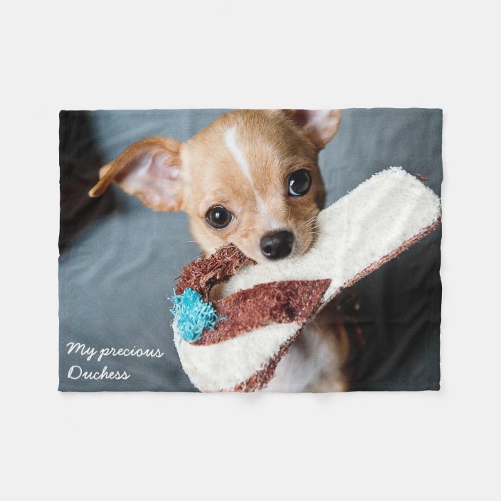 chihuahua adorable