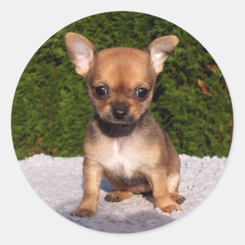 Adorable Chihuahua Puppy Dog Classic Round Sticker