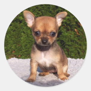 Adorable Chihuahua Puppy Dog Classic Round Sticker