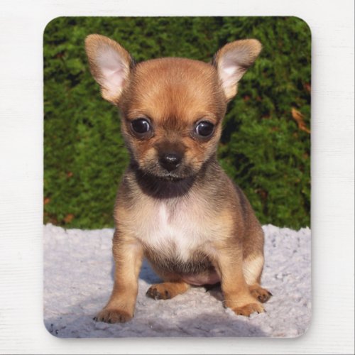 Adorable Chihuahua Puppy Dog Mouse Pad
